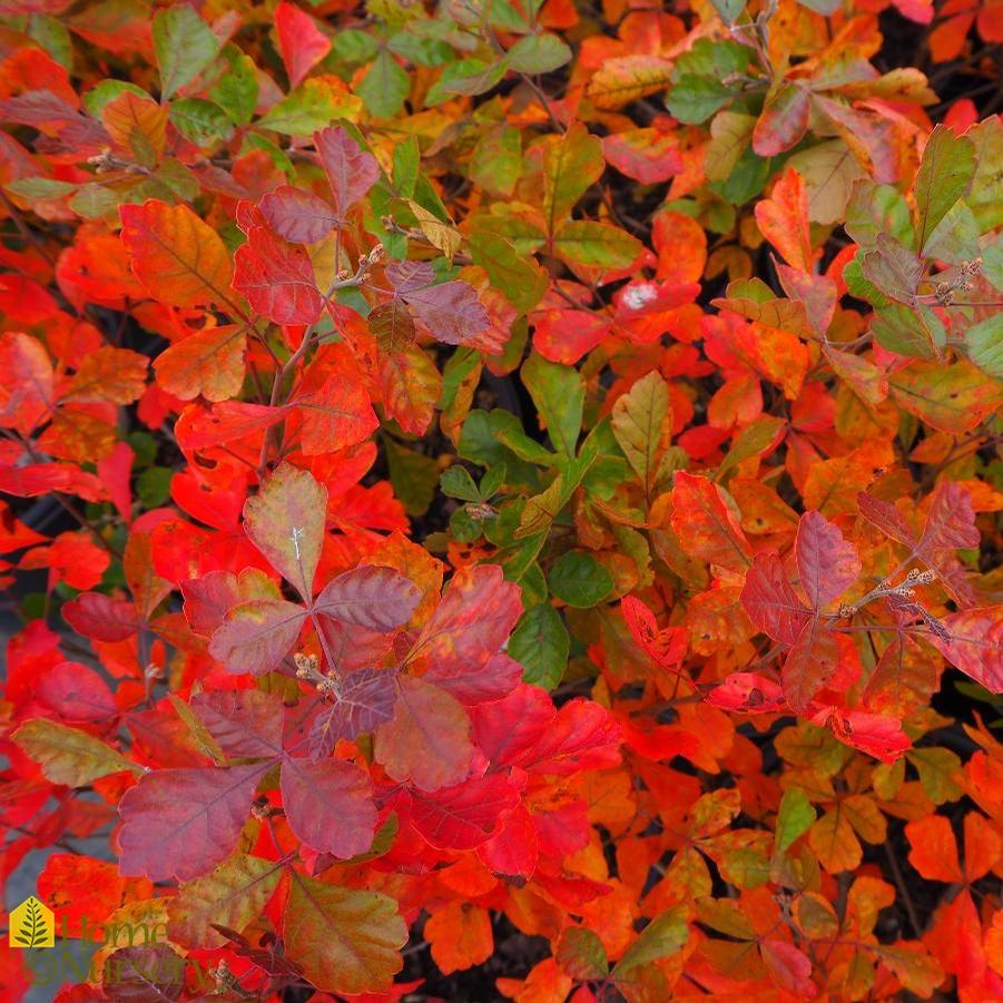 Rhus aromatica Gro-Low