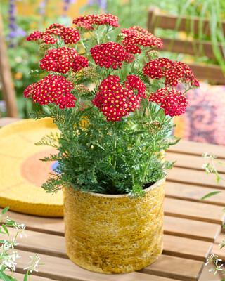 Achillea millefolium Sea Breeze™ Red