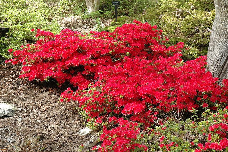 Azalea Evergreen Hino Crimson