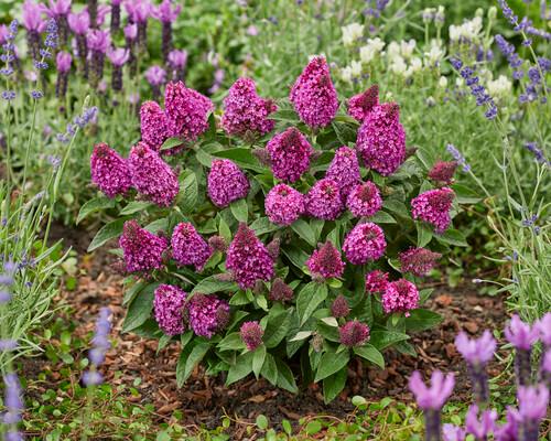 Buddleia Little Rockstars Red