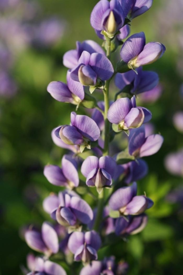 Baptisia Decadence® Blueberry Sundae PP23891