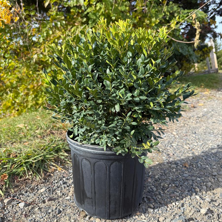Buxus Green Velvet
