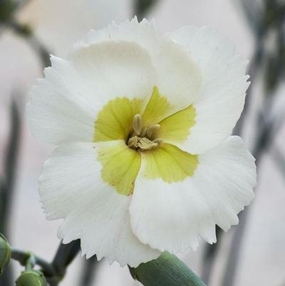 Dianthus American Pie® Key Lime Pie