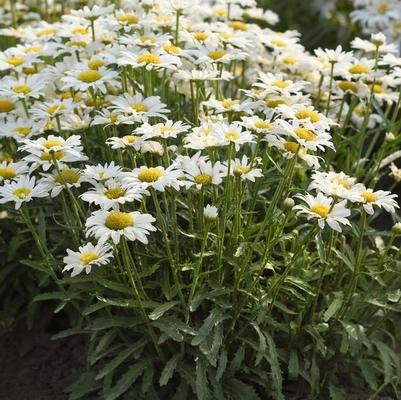 Leucanthemum x superbum Make My Daisy™ Happy PP35183