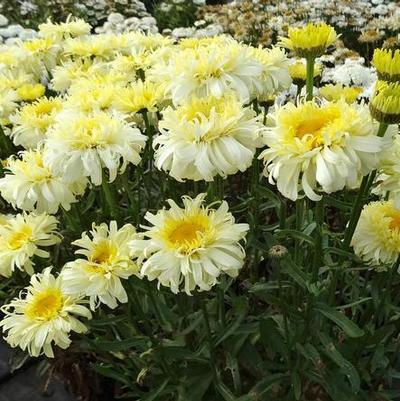Leucanthemum x superbum RealFlor® Real Charmer
