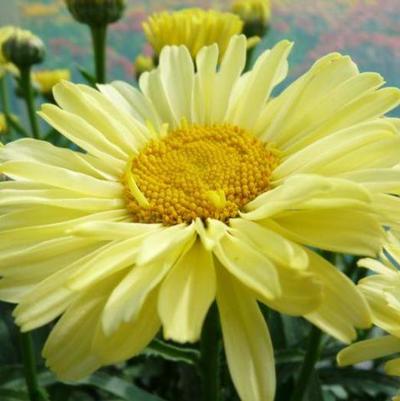 Leucanthemum x superbum RealFlor® Real Sunbeam