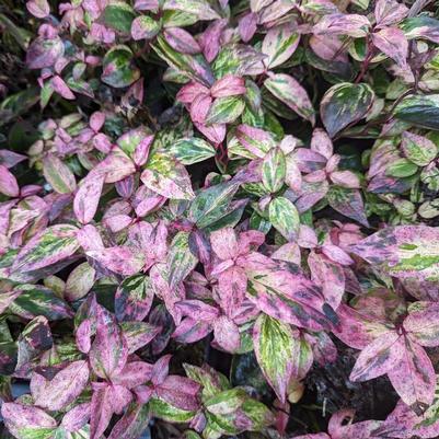 Leucothoe fontanesiana Paisley Pup® PP35833