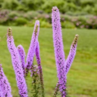 Liatris pycnostachya Lavender Glowsticks