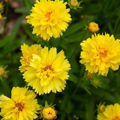 Coreopsis Leading Lady Charlize