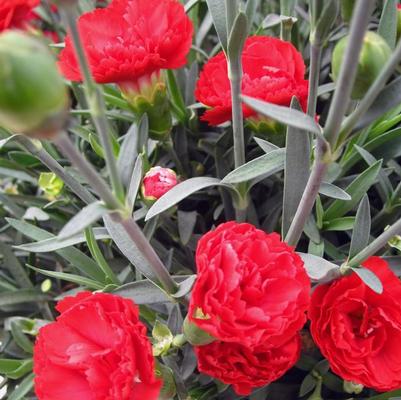 Dianthus Early Bird™ Radiance PP21824
