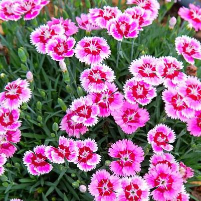 Dianthus Everbloom™ Plum Glory PP33902