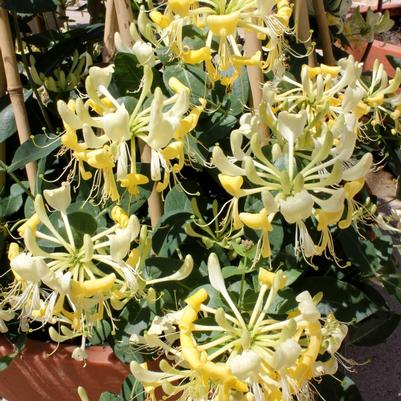 Lonicera periclymenum Scentsation PP16240
