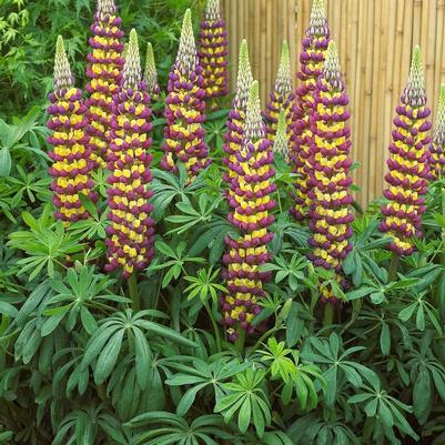 Lupinus Westcountry™ Manhattan Lights PP18868