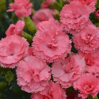Dianthus Fruit Punch® Classic Coral