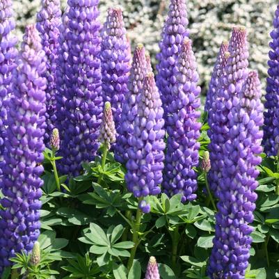 Lupinus Westcountry™ Persian Slipper PP18733