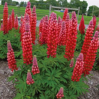 Lupinus Westcountry™ Red Rum PP18709