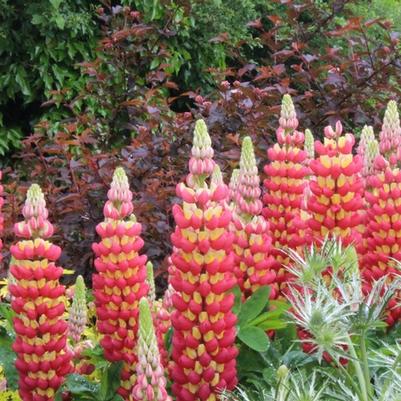 Lupinus Westcountry™ Tequila Flame PP23047