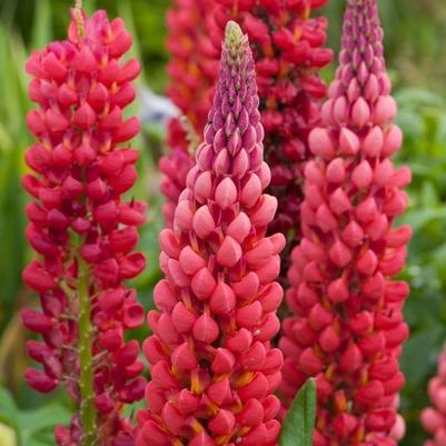 Lupinus Westcountry™ Towering Inferno PPAF