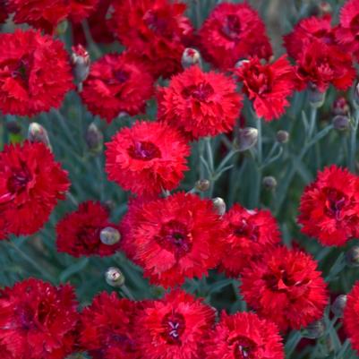 Dianthus Fruit Punch® Maraschino