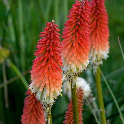 Kniphofia Winners Club™ High Roller PP32295