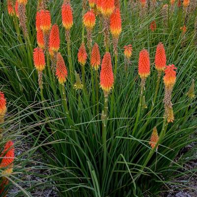 Kniphofia Winners Club™ Jackpot PP31283