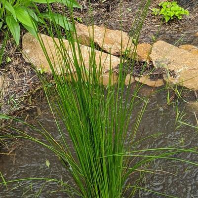Juncus effusus 