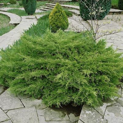 Juniperus chinensis Pfitzerana Compacta
