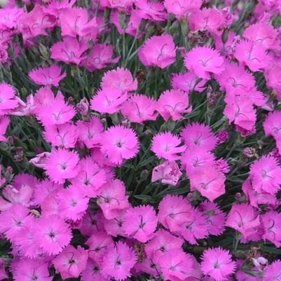 Dianthus Paint the Town Fuchsia