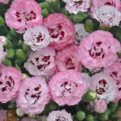 Dianthus Pretty Poppers® Appleblossum Burst
