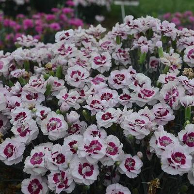 Dianthus Pretty Poppers® Kiss and Tell