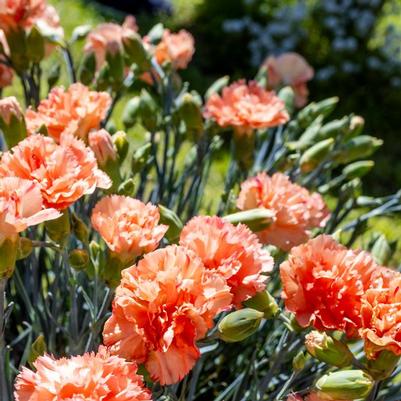 Dianthus Scent First® Orange Sparkler