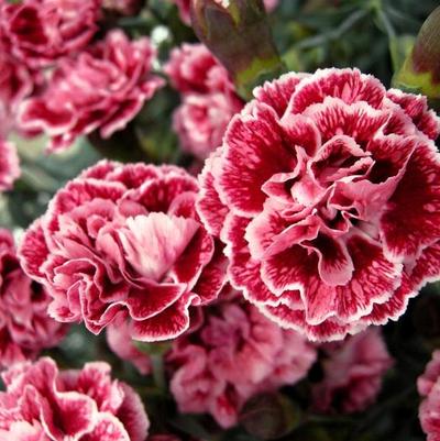 Dianthus Scent First® Sugar Plum