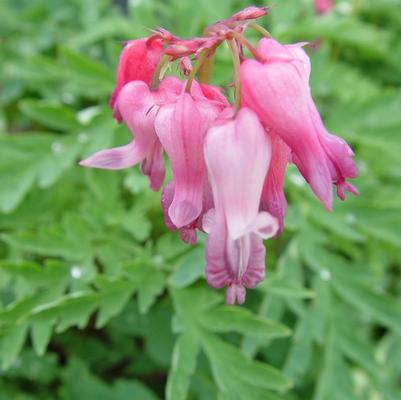 Dicentra eximia 