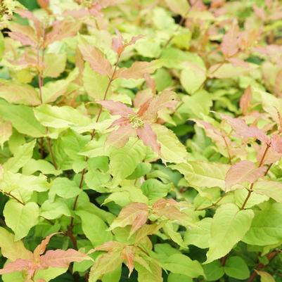 Diervilla x Kodiak® Fresh® PP34138