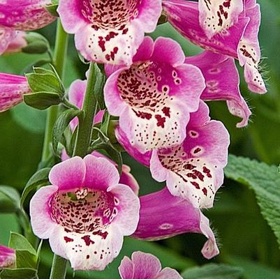 Digitalis purpurea Foxy