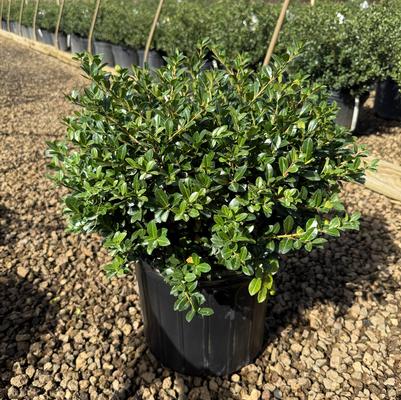 Ilex crenata Green Luster