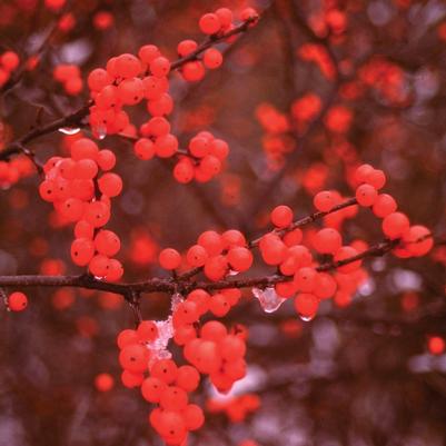 Ilex verticillata Berry Heavy®