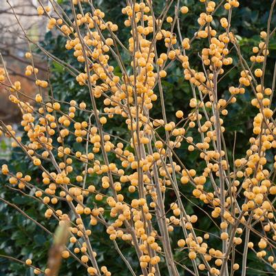 Ilex verticillata Berry Heavy® Gold