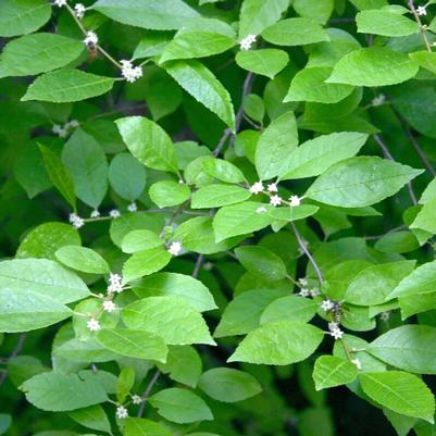 Ilex verticillata Southern Gentleman