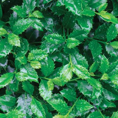 Ilex x meserveae Castle Spire® PP14310