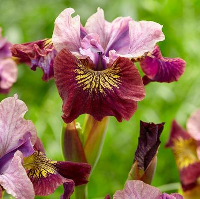 Iris sibirica Peacock Butterfly™ Miss Apple