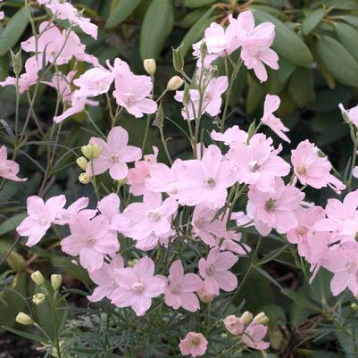 Delphinium grandiflorum Summer Morning