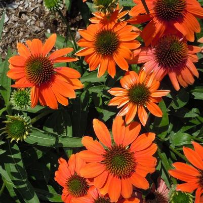 Echinacea Artisan™ Soft Orange
