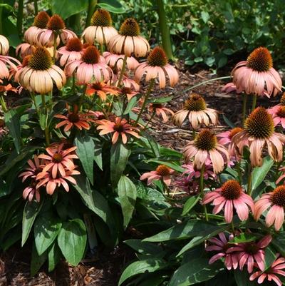 Echinacea Butterfly™ Julia PP24629