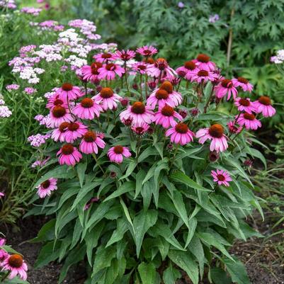 Echinacea Color Coded® The Fuchsia is Bright