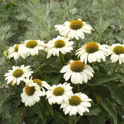 Echinacea Color Coded® The Price is White