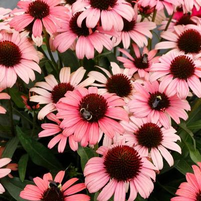 Echinacea Dark Shadows™ Mystic PPAF
