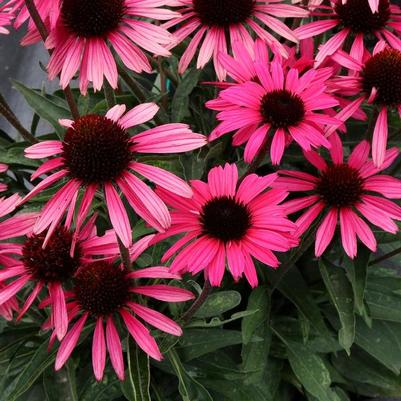 Echinacea Dark Shadows™ Wicked PPAF