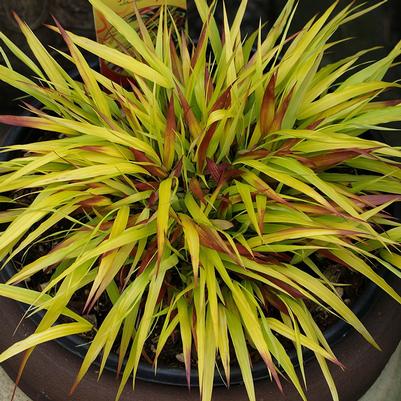 Hakonechloa macra Sunflare™ PP27734