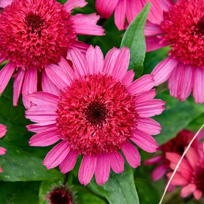 Echinacea Double Coded® Raspberry Beret PP35404